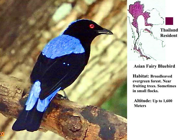 Asian Fairy Bluebird