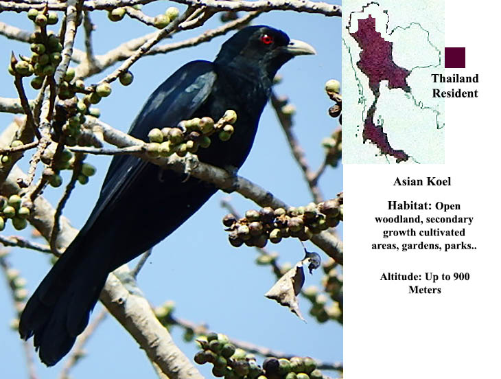 Asian Koel