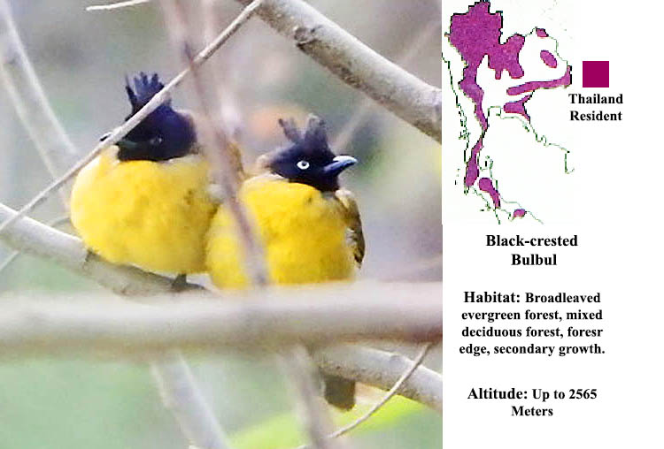 Black-crested BulBul