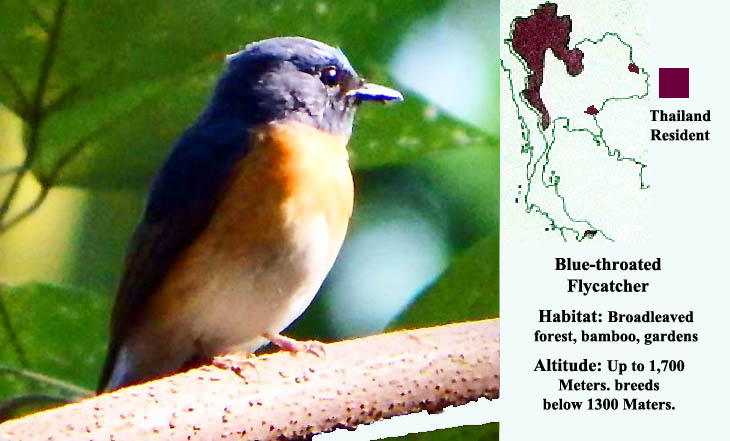 Blue-throated Flycatcher