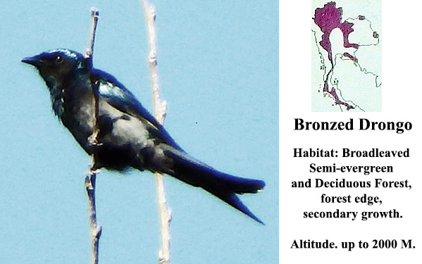 Bronzed Drongo
