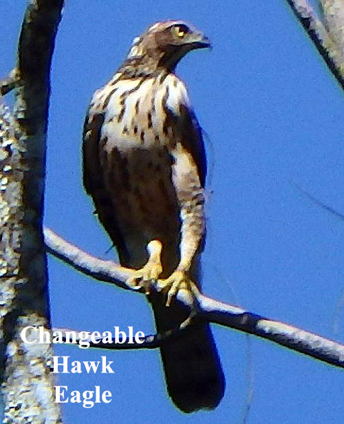 Changeable Hawk