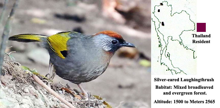Chestnut-crowned (Silver-eared) Laughingthrush