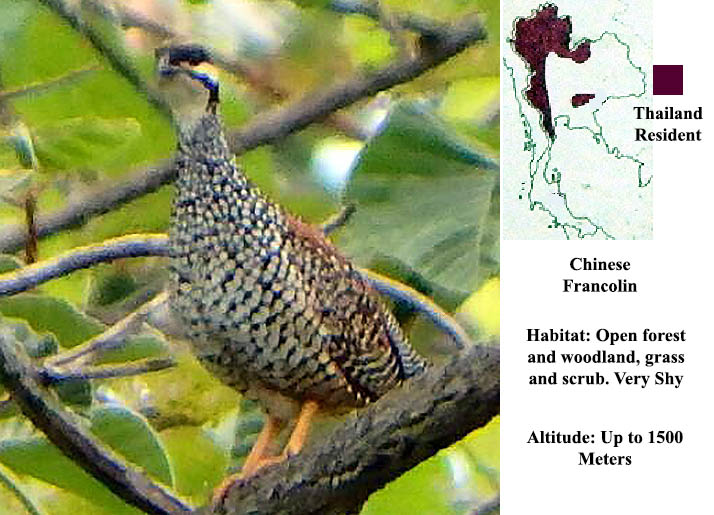 Chinese Francolin