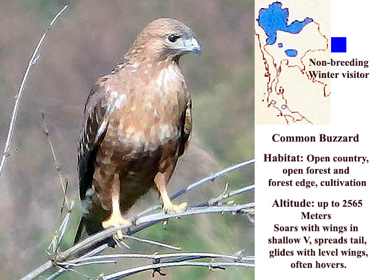 Common Buzzard