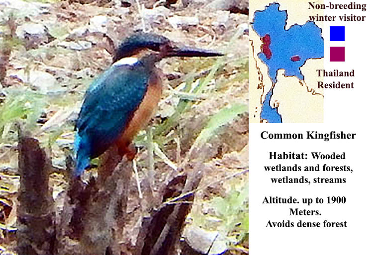 Common Kingfisher