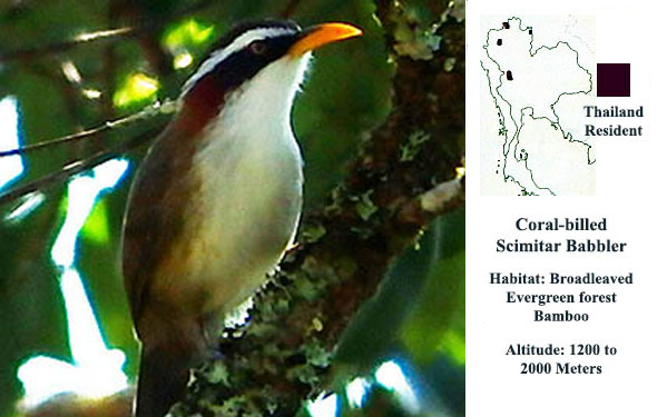 coral-billed Scimitar Babbler