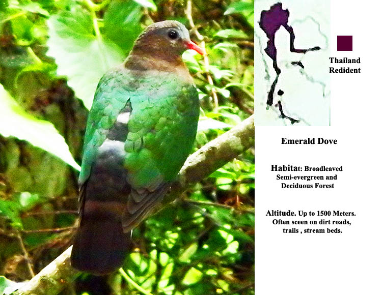 Emerald Dove