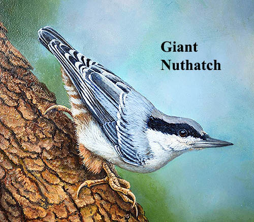 Giant-nuthatch