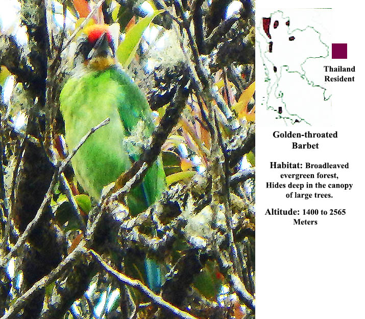 Golden-throated Barbet