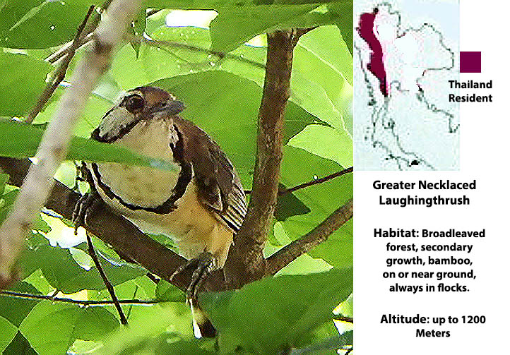 Greater-necklaced Laughingthrush