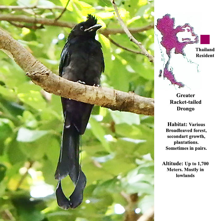 Greater Racket-tailed Drongo
