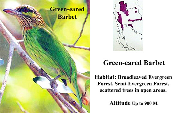 Green-eared Barbet