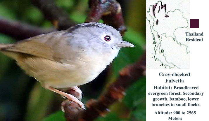 Grey-cheeked Fulvetta