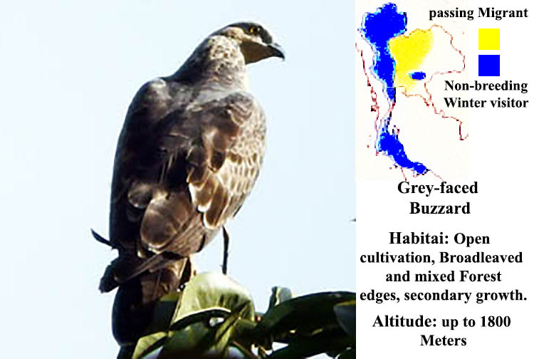 Grey-faced Buzzard