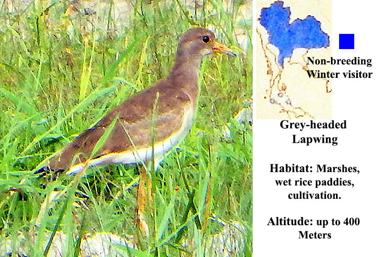 Grey-headed Lapwing