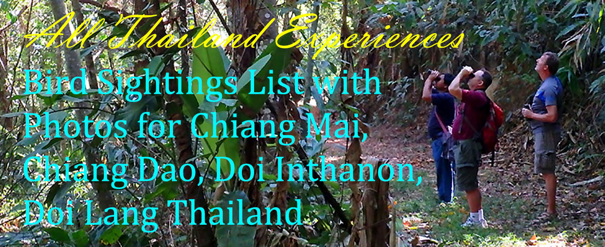 Thailand bird list with photos