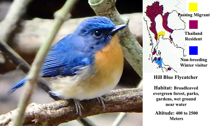 Hill Blue Flycatcher
