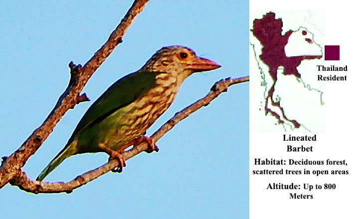 Lineated Barbet