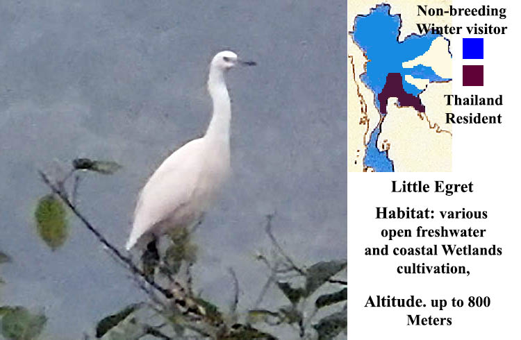Little Egret