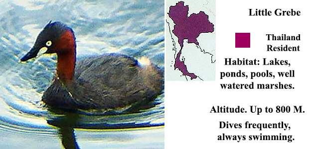 Little Grebe