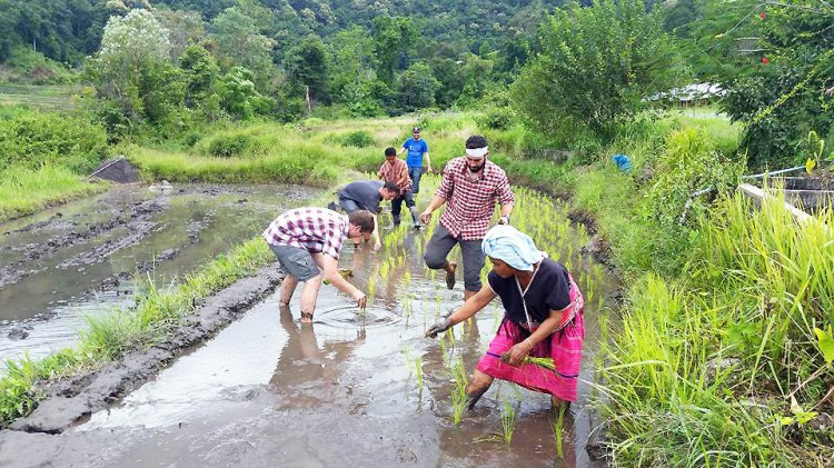 planting rice