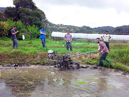 Plowing rice field at Doi Inthanon National Park Thailand