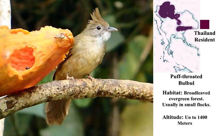 Puff-throated Bulbul