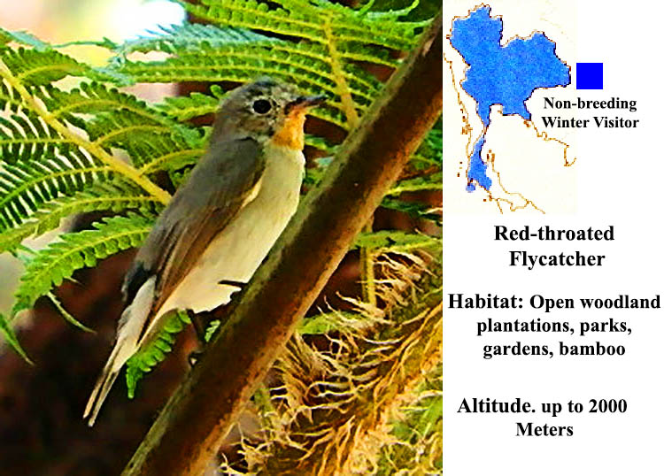 Red-throated Flycatcher