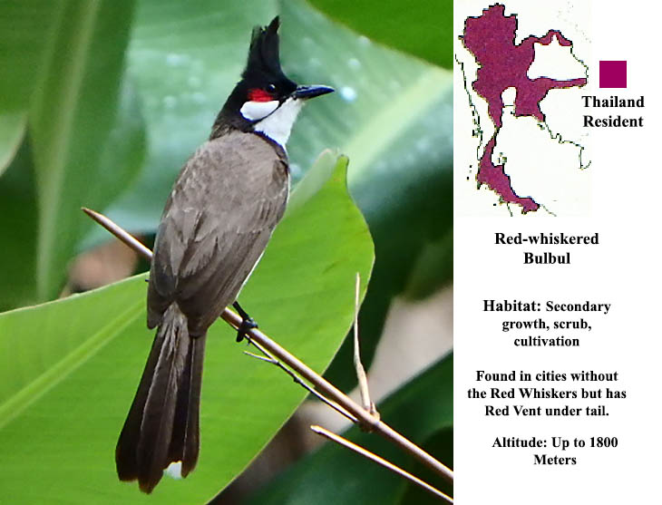 Red Whiskered Bulbul