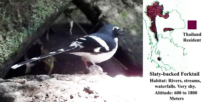 Salty-backed Forktail