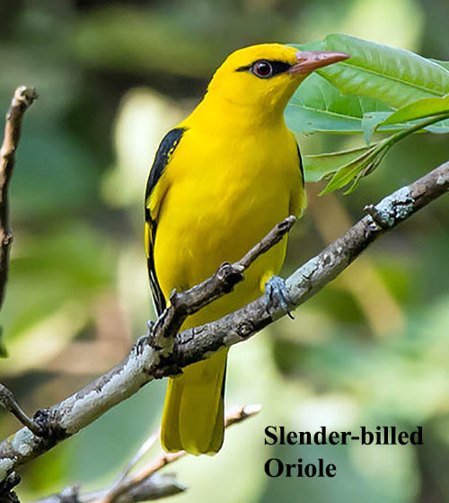 Slender-Billed Oriole