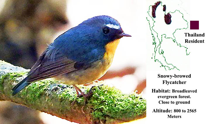 Snowy-browed Flycatcher (Male)