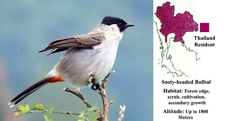 Sooty-headed Bulbul