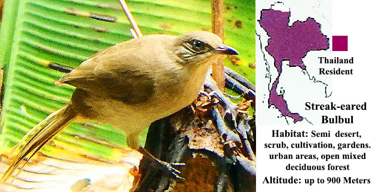 Streak-eared Bulbul