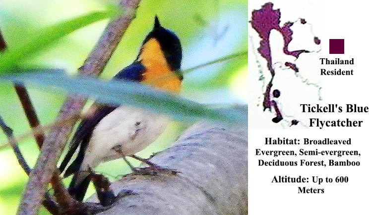 Tickell's Blue Flycatcher