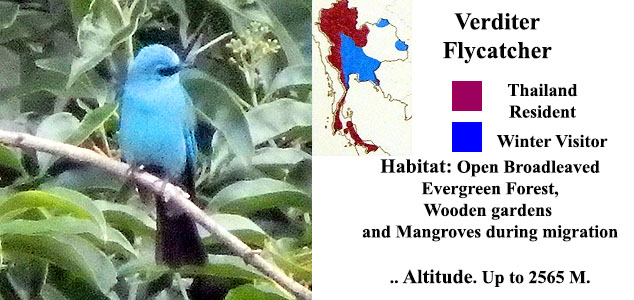 Verditer Flycatcher