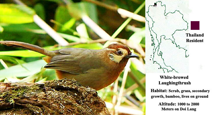 White-browed Laughingthrush