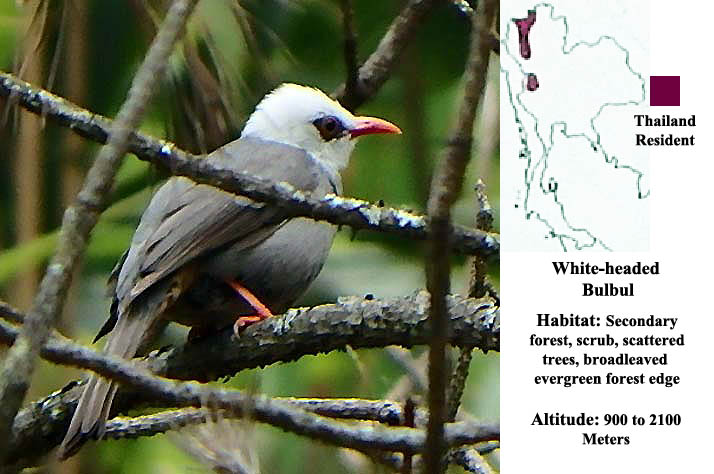 White-headed Bulbul