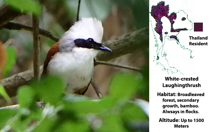 White-crested Laughingthrush