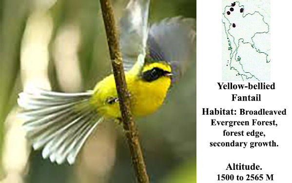 Yellow-bellied Fantail