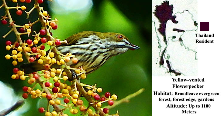 Yellow-vented Flowerpecker