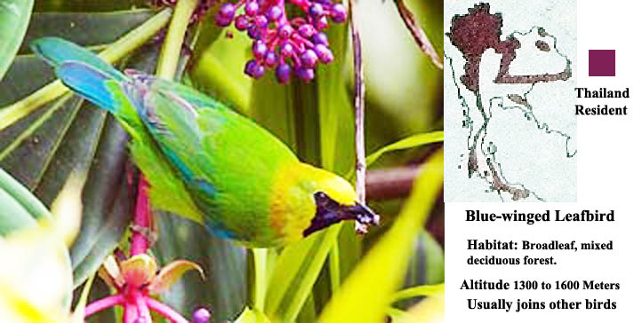 blue-winged Leafbird
