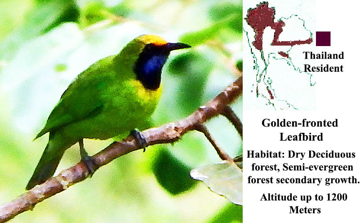 Golden-fronted Leafbird
