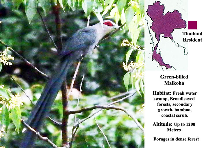 Green-billed Malkoha
