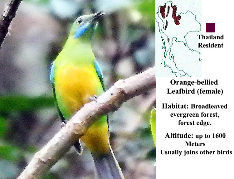 Orange-bellied Leafbird (Female)