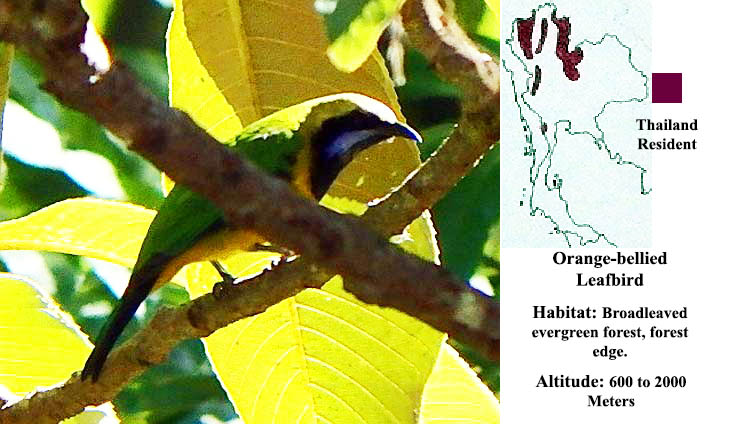 Orange-bellied Leafbird