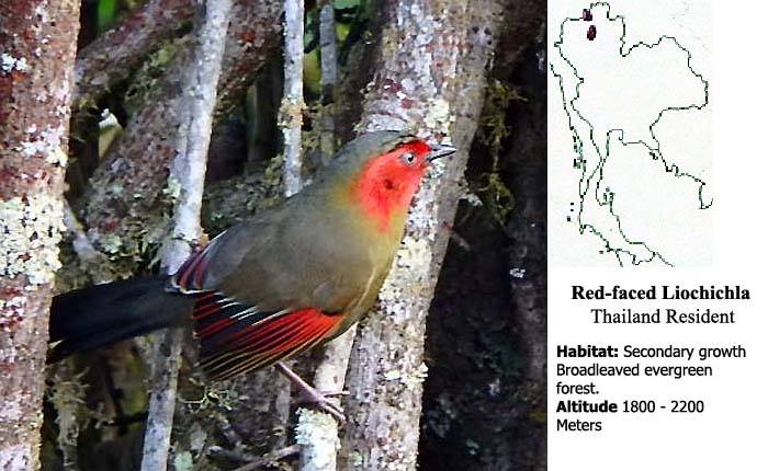 Red-faced Liocichla