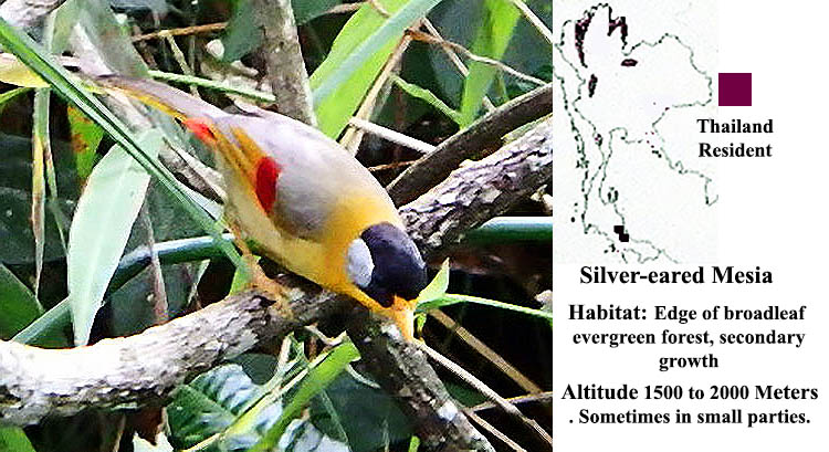Silver-eared Mesia