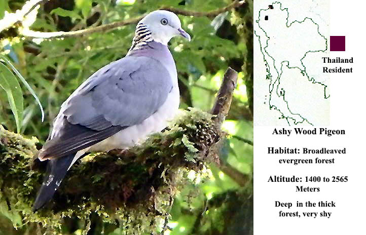 Ashy Wood Pigeon